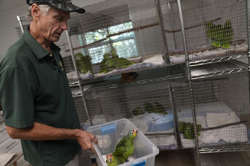 Paul Reillo, profesor de la Universidad Internacional de Florida y director de la Fundación de Conservación de Especies Raras en Loxahatchee, Florida, lleva un par de amazonas frentirrojas en Loxahatchee, Florida, el viernes 19 de mayo de 2023. Según documentos judiciales, un contrabandista fue detenido en marzo con 29 huevos de loro en el Aeropuerto Internacional de Miami, cuando los pollos empezaron a salir del cascarón.&nbsp;