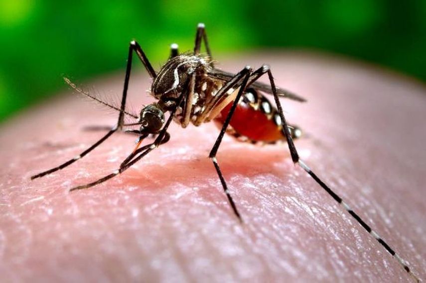 El mosquito Aedes Aegypti es el causante de la transmisión de la enfermedad (ARCHIVO)