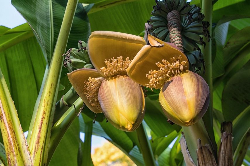 Chiquita Panamá señaló que por efecto de la huelga más de 900.000 cajas de banano no se pudieron exportar (imagen referencial)