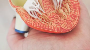 el corazon: que es y como funciona