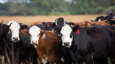 No hay reportes de que alguno de los animales a los que apuntaba Artola resultó herido.