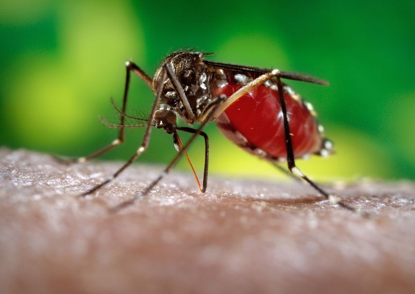 Los mosquitos son transmisores de varias enfermedades.&nbsp;
