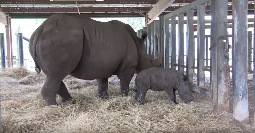 ZooTampa ha contribuido con 100,000 dólares a proyectos de conservación de rinocerontes.