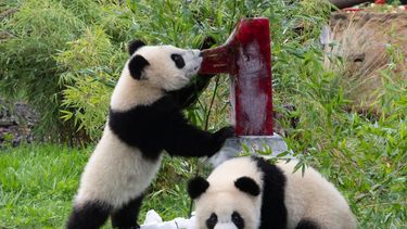 Los populares pandas gemelos del zool&oacute;gico de Berl&iacute;n celebrando su primer cumplea&ntilde;os con un pastel helado, en Alemania, el 31 de agosto de 2020.&nbsp;