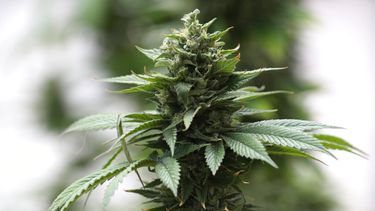 En esta imagen del mi&eacute;rcoles 6 de noviembre de 2019, una planta de cannabis crece en un peque&ntilde;o invernadero en Quito, Ecuador, el jueves 7 de noviembre de 2019.