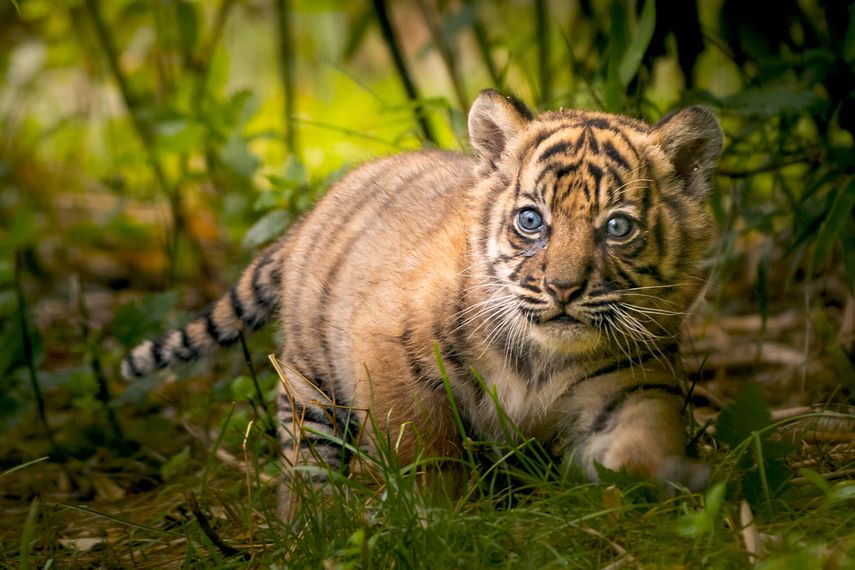 La foto sin fecha distribuida por el zoo de Breslavia, Polonia muestra una&nbsp;cr&iacute;a de tigre&nbsp;de Sumatra, de dos meses.&nbsp;