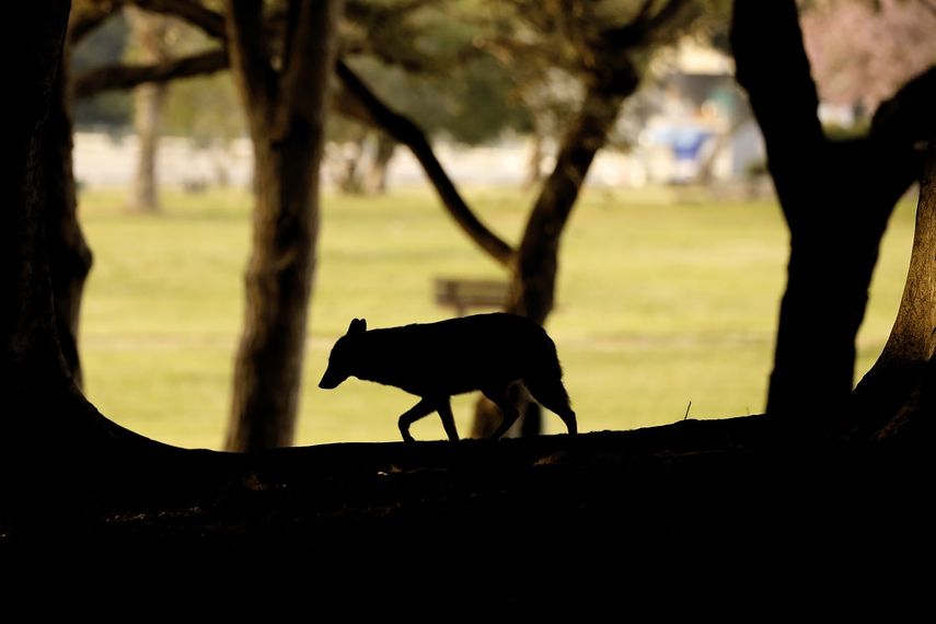 Un chacal pasea tranquilamente por un parque de Tel Aviv, Israel, mientras los humanos permanecen en cuarentena.