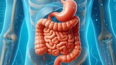 El intestino es considerado por la ciencia como un segundo cerebro.