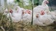 La Secretaría de Salud de México dijo que ña influenza zoonótica es una enfermedad que puede transmitirse de aves u otros animales a los seres humanos