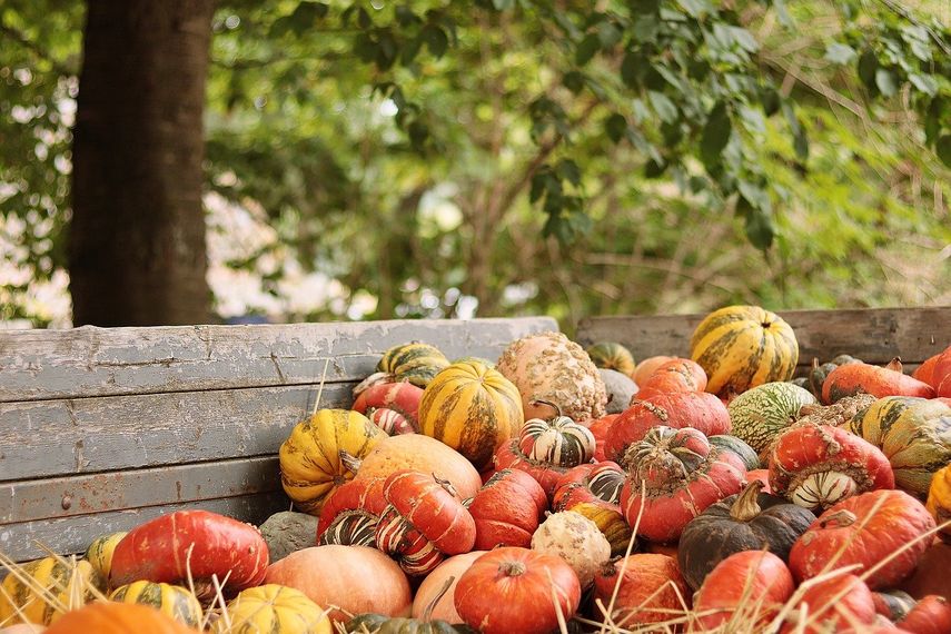 Cosecha de calabazas en otoño (Pixabay)