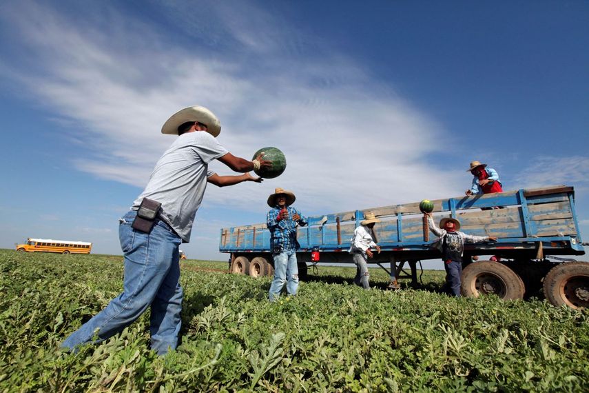 Inmigrantes en EEUU trabajan en la cosecha de melón de agua.