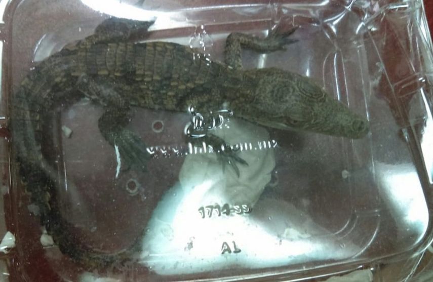 La cría de cocodrilo, de unos 27 centímetros de largo, se encontraba dentro de una charola de plástico de 15 por 18 centímetros.