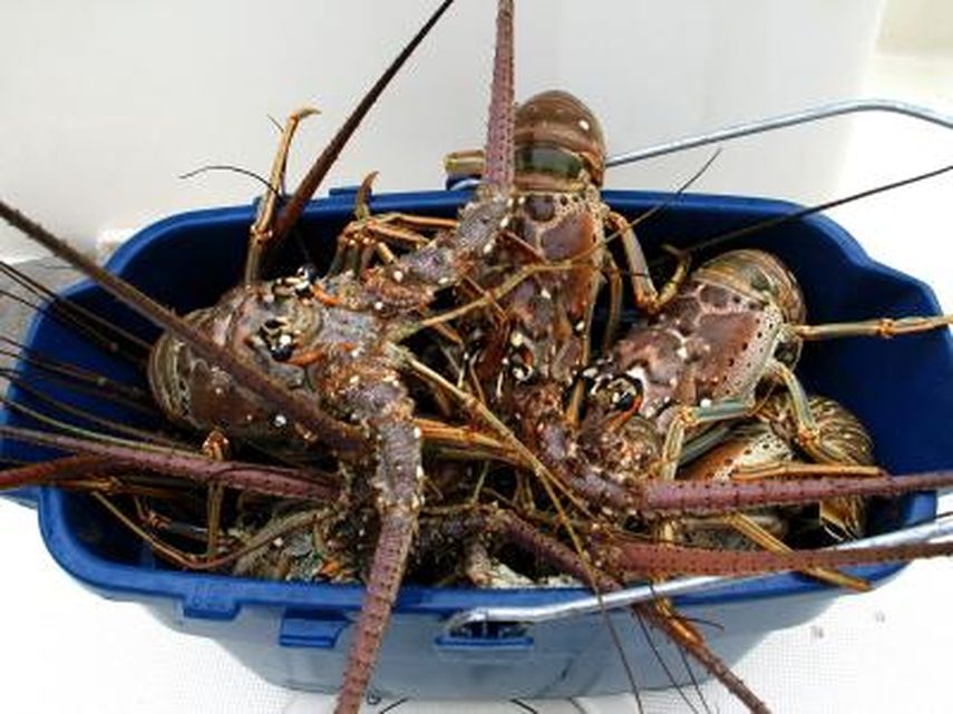 La minitemporada de pesca de langosta en las costas de Florida comenzó en la medianoche del martes y concluye el jueves a la misma hora.