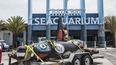 Fotografía cedida por la tribu Lummi donde se muestra un tótem con la imagen de la orca Lolita en el acuario de Miami.