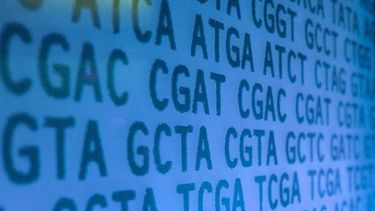 Científicos han descubierto un conjunto de reglas simples que determinan la precisión de la edición del genoma CRISPR/Cas9 en células humanas.