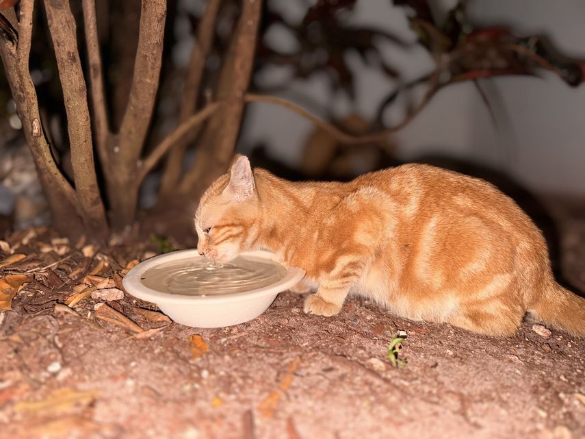 Un gatico callejero bebe agua en una zona de Miami.