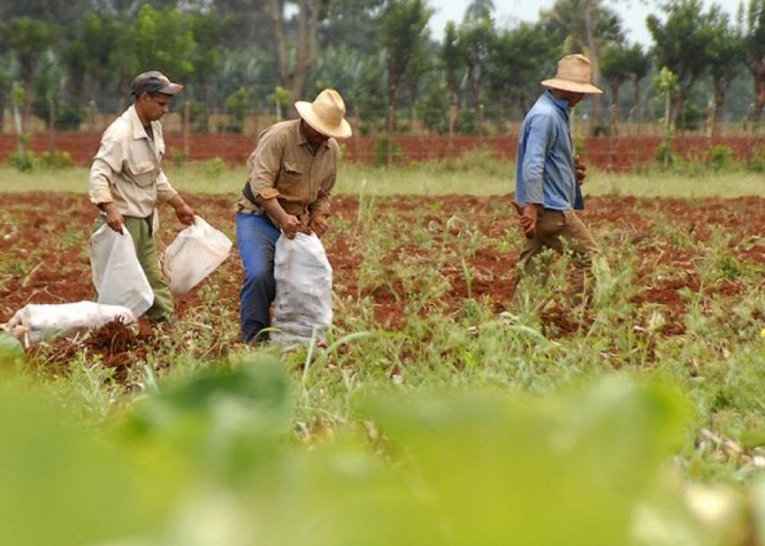 Régimen cubano establece la declaración jurada sobre los ingresos personales por los propietarios o usufructuarios, tenedores de ganado y productores individuales de alimentos de origen animal o vegetal.
