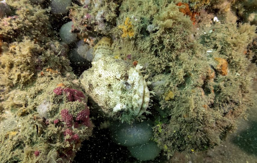 Un pez sapo asoma entre las formaciones del arrecife en el Santuario Marino Nacional Grays Reef, el lunes 28 de octubre de 2019, cerca de la costa de Savannah, Georgia.&nbsp;