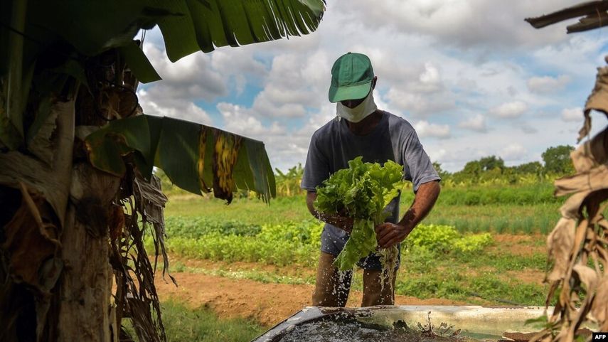 Una compensacion justa implicaría tomar en cuenta las potencialidades del terreno y sus cultivos de plátanos.