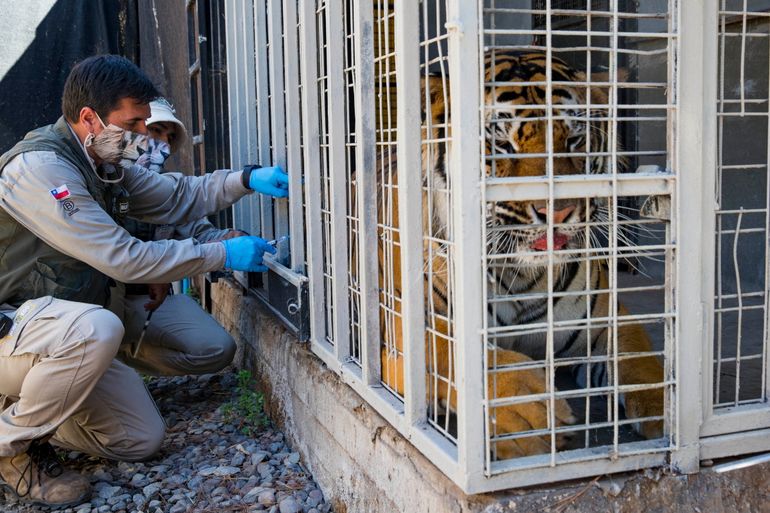 Un tigre de Bengala llamado Charly recibe una dosis experimental de una vacuna contra COVID-19 elaborada por el laboratorio veterinario Zoetis, en el Zoológico de Buin en Buin, Chile, el 3 de enero de 2022.