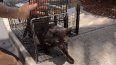Una voluntaria de CATTI libera un gato esterilizado y vacunado con el programa TNVR.