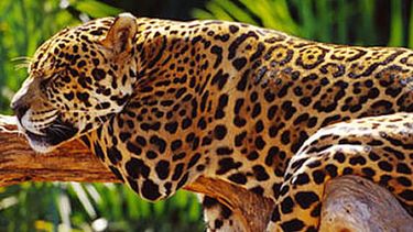 Jaguar (Panthera onca), Brazil.