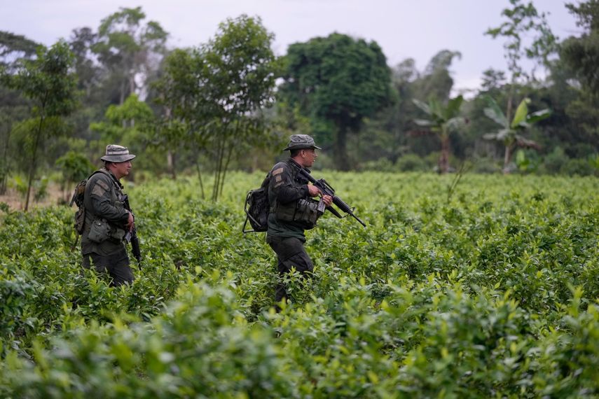 Fuerza Armada de Colombia en medio de cultivos de Coca