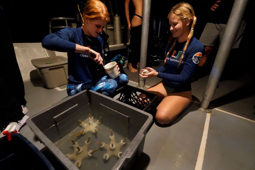 Los estudiantes de la Escuela de Ciencias Marinas y Atmosféricas de la Universidad de Miami Devon Ledbetter, izquierda; y Avery Boals mezclan pegamento para adjuntar pedazos de coral a un arrecife en un buceo nocturno para inspeccionar corales en Cayo Vizcaíno, Florida, el 15 de agosto del 2022.&nbsp;