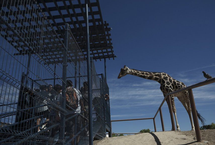 Un grupo de niños visitan a la jirafa Benito en el Parque Central, gestionado por el gobierno municipal, en Ciudad Juárez, México, el 13 de junio de 2023.&nbsp;
