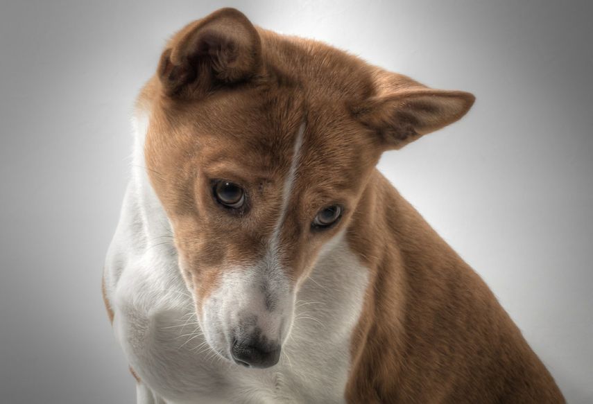 La secuencia del genoma del perro Basenji -uno de los más intactos y completos- puede tener gran impacto para comprender la evolución del perro, su domesticación y las enfermedades genéticas caninas.