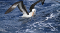 Albatros prefieren divorciar antes que pelear por su pareja