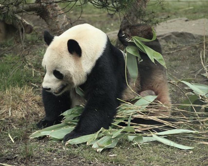 El oso panda huyó tras el incidente y nunca fue encontrado. (Foto referencial)