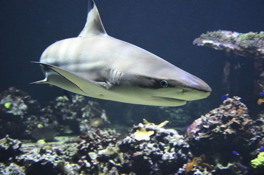 Más de un tercio de las especies de tiburones bajo amenaza