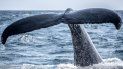 Imagen referencial de la cola de una ballena. Imagen referencial de la cola de una ballena.