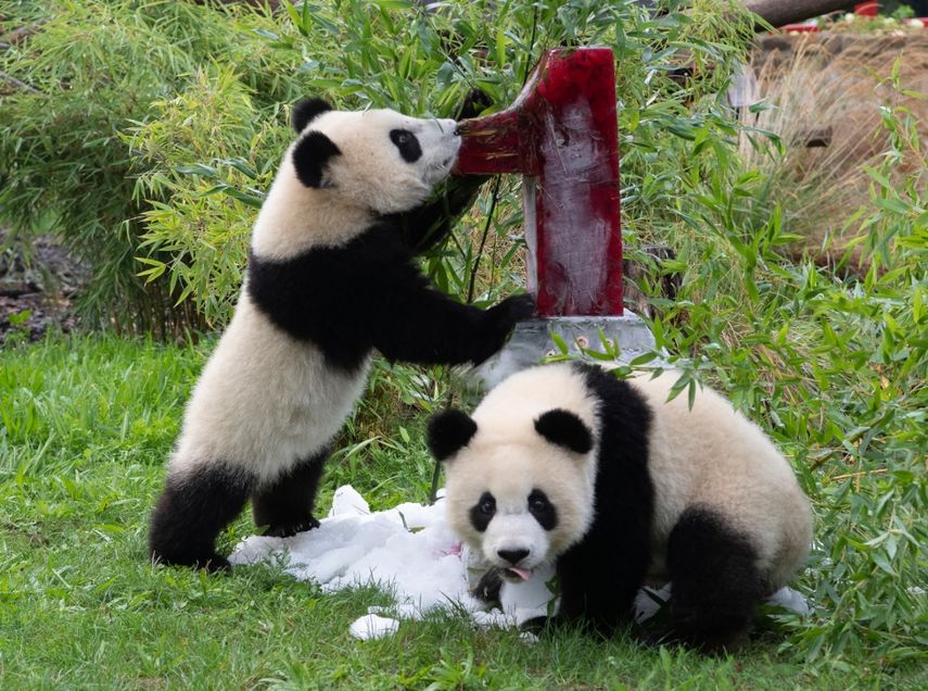 Los populares pandas gemelos del zool&oacute;gico de Berl&iacute;n celebrando su primer cumplea&ntilde;os con un pastel helado, en Alemania, el 31 de agosto de 2020.&nbsp;