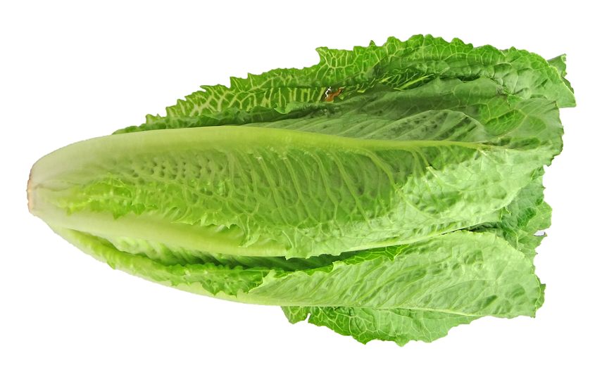Autoridades de salud de EEUU advierten sobre el consumo de lechuga romana.