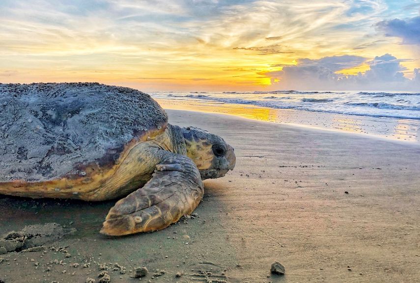 Fotografía del 20 de junio de 2019 proporcionada por el Departamento de Recursos Naturales de Georgia de una tortuga caguama regresando al océano después de anidar en Ossabaw Island, Georgia.&nbsp;&nbsp;