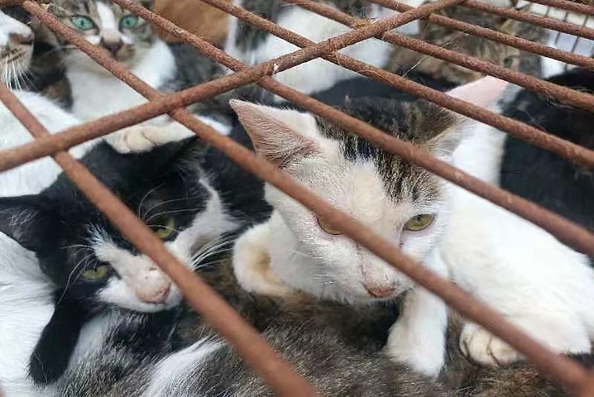 Esta foto tomada el 25 de agosto y publicada el 31 de agosto de 2022 por Vshine/Humane Society International muestra gatos entre 150 gatos rescatados por la policía del comercio de carne de gato en Jinan, en la provincia oriental china de Shandong. &nbsp;