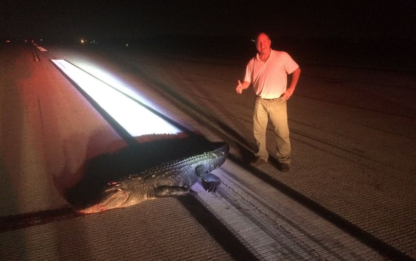 El piloto del aeroplano, Bard Pierce, subió a su cuenta de Facebook una foto en la que se ve un caimán de unos 11 pies sin vida en la pista del Aeropuerto Ejecutivo de Orlando.