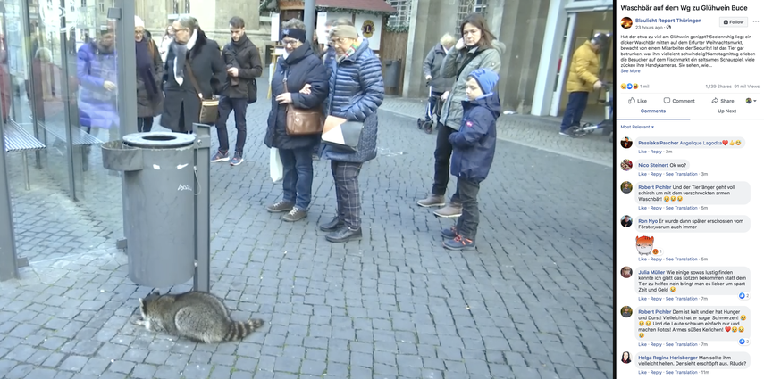 Las personas comenzaron a rodear al mapache para tomarle fotos mientras el animal se mov&iacute;a visiblemente afectado.&nbsp;