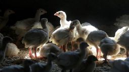 Pavos en una granja cerca de Manson, Iowa.