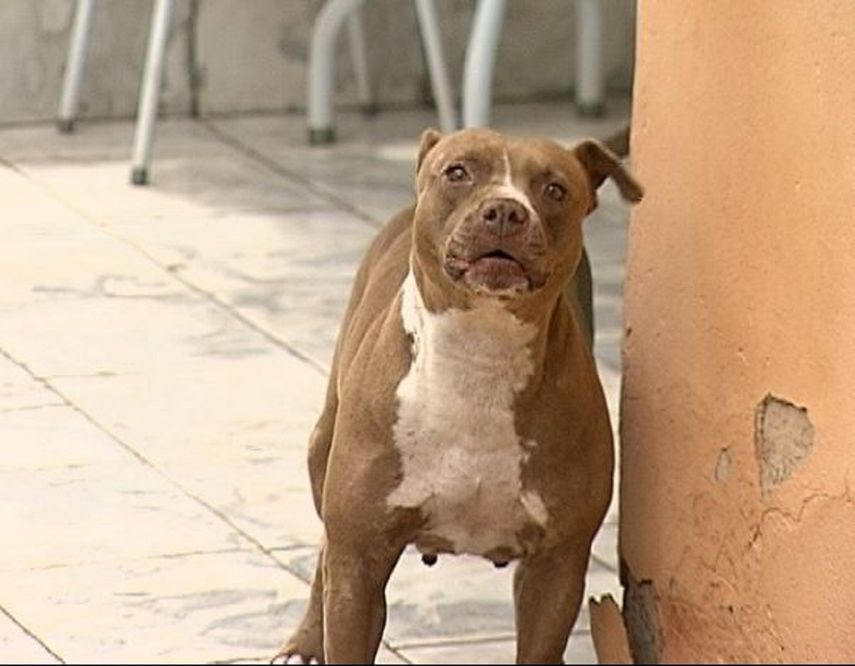Pitbull que mordió a la niña fue puesto bajo&nbsp;custodia&nbsp;de los servicios de&nbsp;protección&nbsp;y cuidado de&nbsp;animales.
