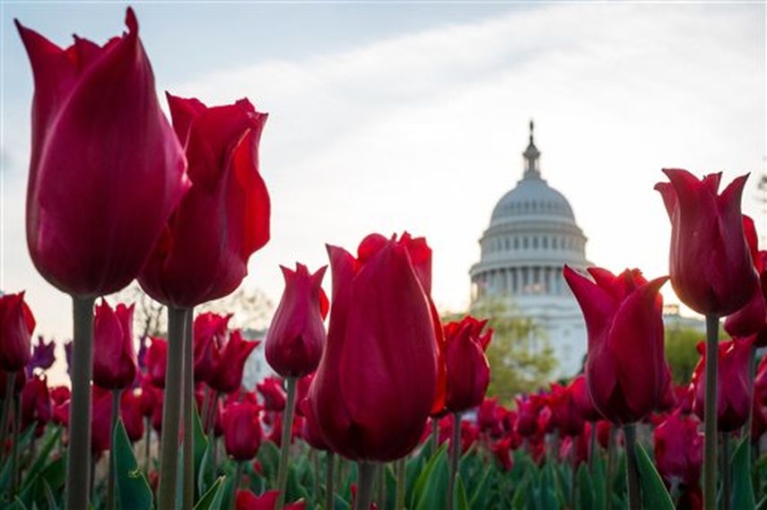 Fotografía del 22 de abril de 2014, de un jardín con tulipanes frente al Capitolio en Washington. El Congreso reanuda sus sesiones de trabajo el lunes 28 de abril después de un receso de dos semana. (Foto AP/J. David Ake)