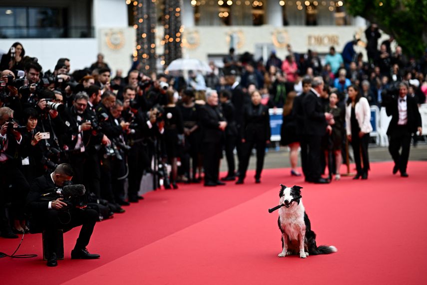 Messi, el perro protagonista de la película Anatomie dune Chute (Anatomía de una caída), posa en la alfombra roja a su llegada a la ceremonia de inauguración y a la proyección de la película Le Deuxieme Acte en la 77 edición del Festival de Cine de Cannes en Cannes, sur de Francia, el 14 de mayo de 2024.