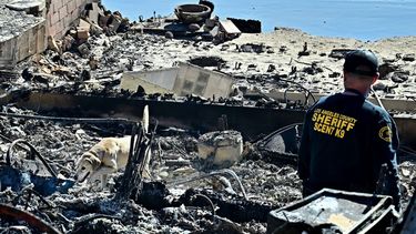 Un perro rastreador de cadáveres, del alguacil del condado de Los Ángeles, husmea entre los escombros de las propiedades destruidas por el incendio Palisades a lo largo de la autopista de la costa del Pacífico en Malibú, California, el 12 de enero de 2025.