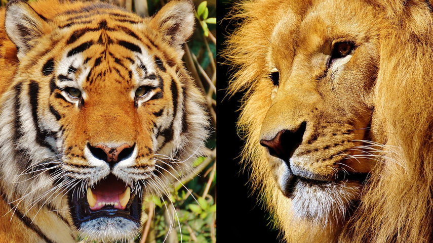 EEUU incauta tigres y leones del parque Tiger King