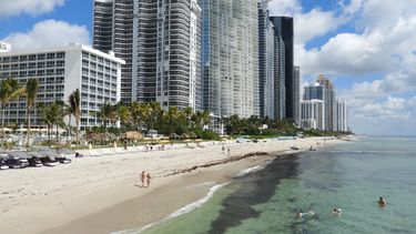 Mancha de sargazo en playas de Florida.&nbsp;