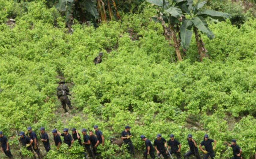 Vista aérea de un área de cultivo de coca en Antioquia. (CORTESÍA/semana.com)