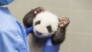 Fotografía proporcionada por el zoológico de Berlín el viernes 18 de octubre de 2019 de una persona con uno de los dos pandas nacidos en el zoológico. 