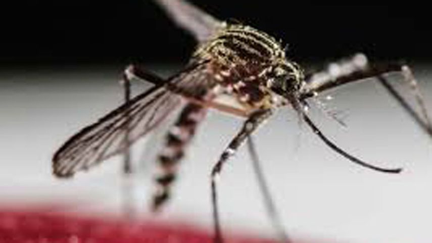 Los investigadores se enfocaron en las características genéticas comunes de pacientes que presentaron casos de dengue desde avanzados hasta severos.